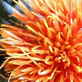 Naissance Organic Safflower Oil 450ml Natural Refined Oily Skin Body Face DIY view 6
