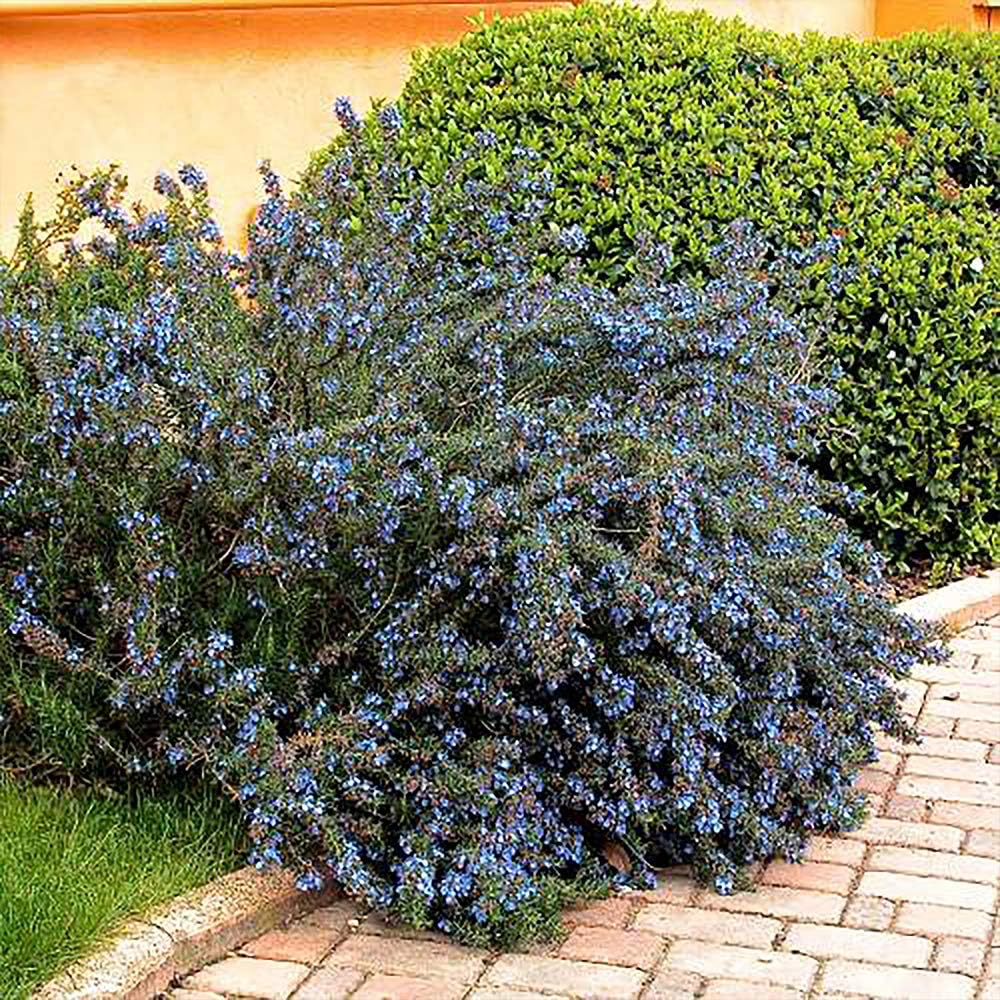 Amazon ローズマリー モーツァルトブルー 半立性 ハーブ苗9cmポット 3個セット 通年植付け可能 即出荷 鉢