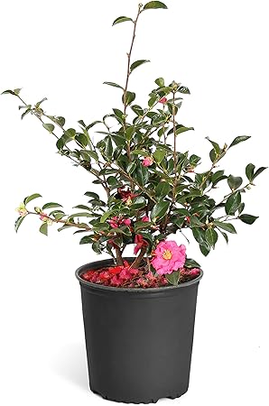 Brighter Blooms Nursery Exclusive Savings Discount Just For You Milled