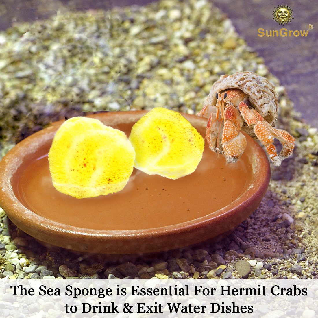 4-Pack Sea Sponges for Hermit Crabs --- Moisture Cocoon that keeps crabs Moist and Hydrated - Prevents Accidental Drowning and Suffocation - 100% All Natural and Safe