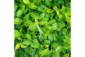 Greenwood Nursery: Live Ground-Cover Plants - Purple WinterCreeper + Euonymus Fortunei Coloratus - [Qty: 200 Bare Roots] - (Click for Other Available Plants/Quantities)