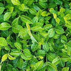Greenwood Nursery: Live Ground-Cover Plants