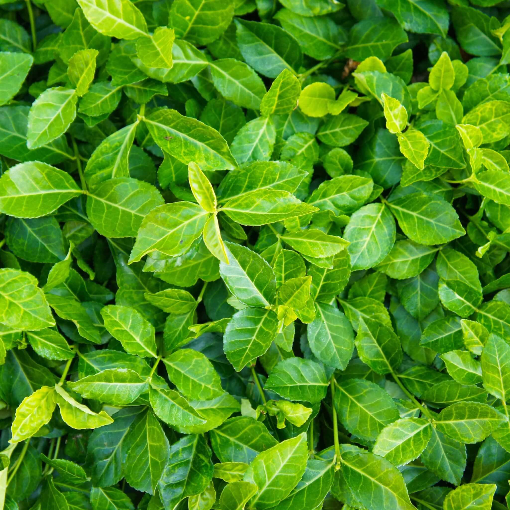 Greenwood Nursery: Live Ground-Cover Plants