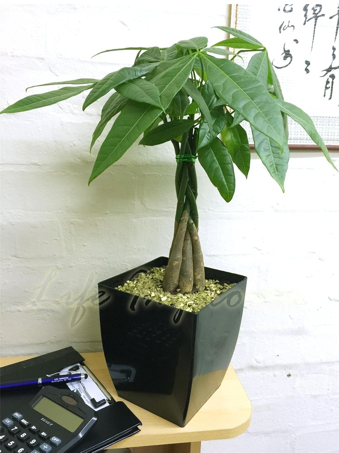 Life Improver 1 Money Tree/Mexican fortune Evergreen Table Plant