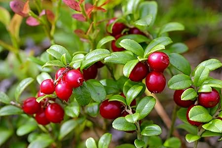 National Gardens Cranberry Fruit Seeds (Multicolour, Pack of 10)
