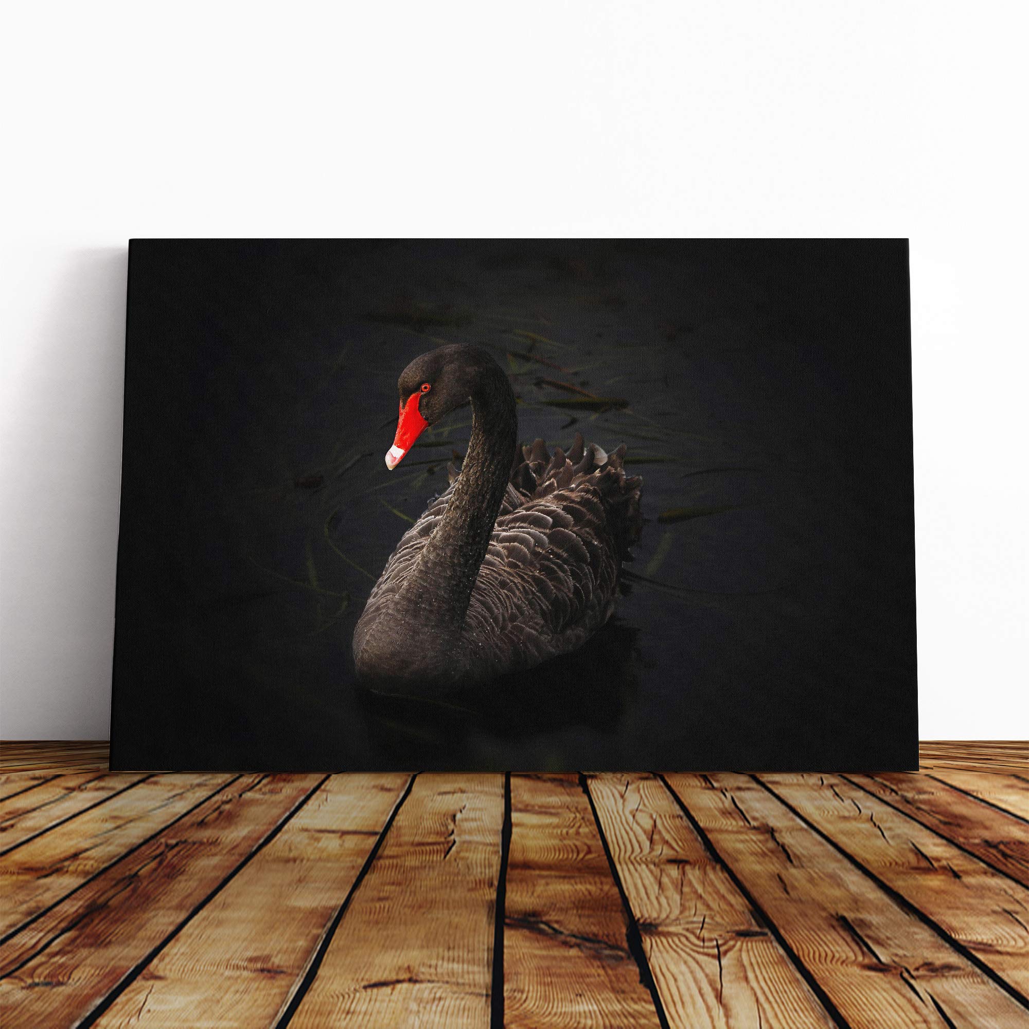 Black Swan Canvas Print | Gallery Wrapped 30mm Frame Wall Art | 20x14 inches | Ready to Hang | Modern Bird Picture | Living Room Bedroom Lounge Office