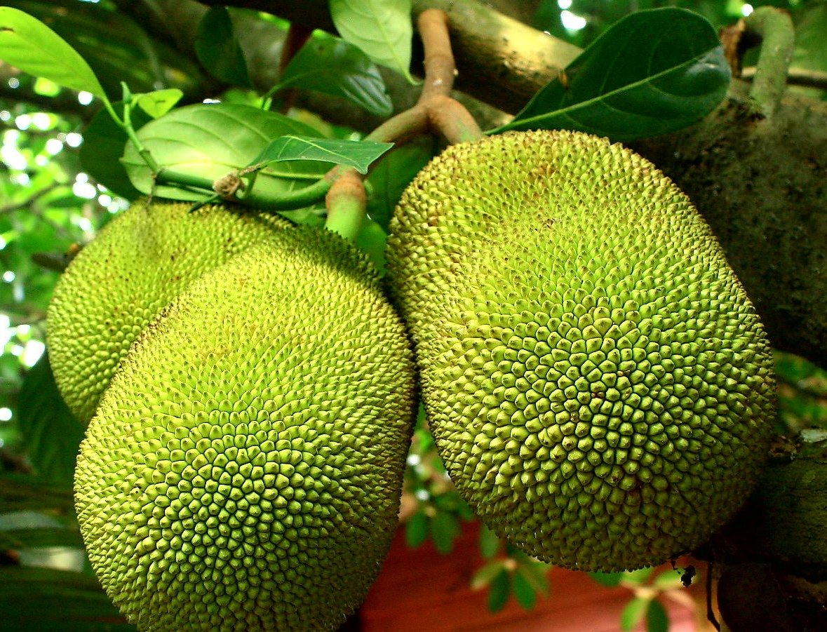 The American Mastermind Jackfruit Tree For Sale