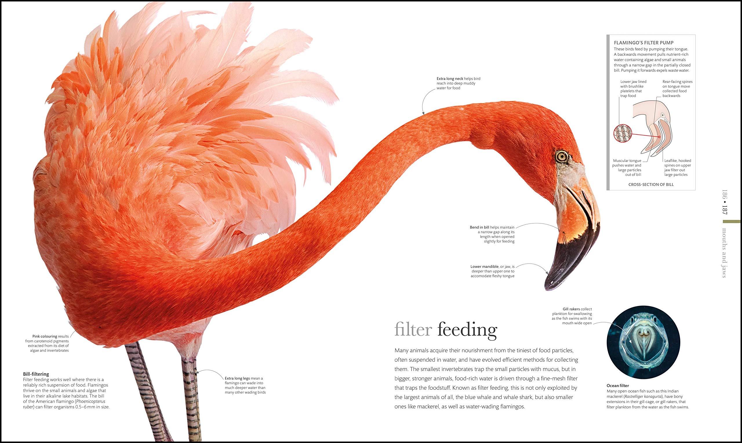 The Science of Animals: From molluscs to mammals