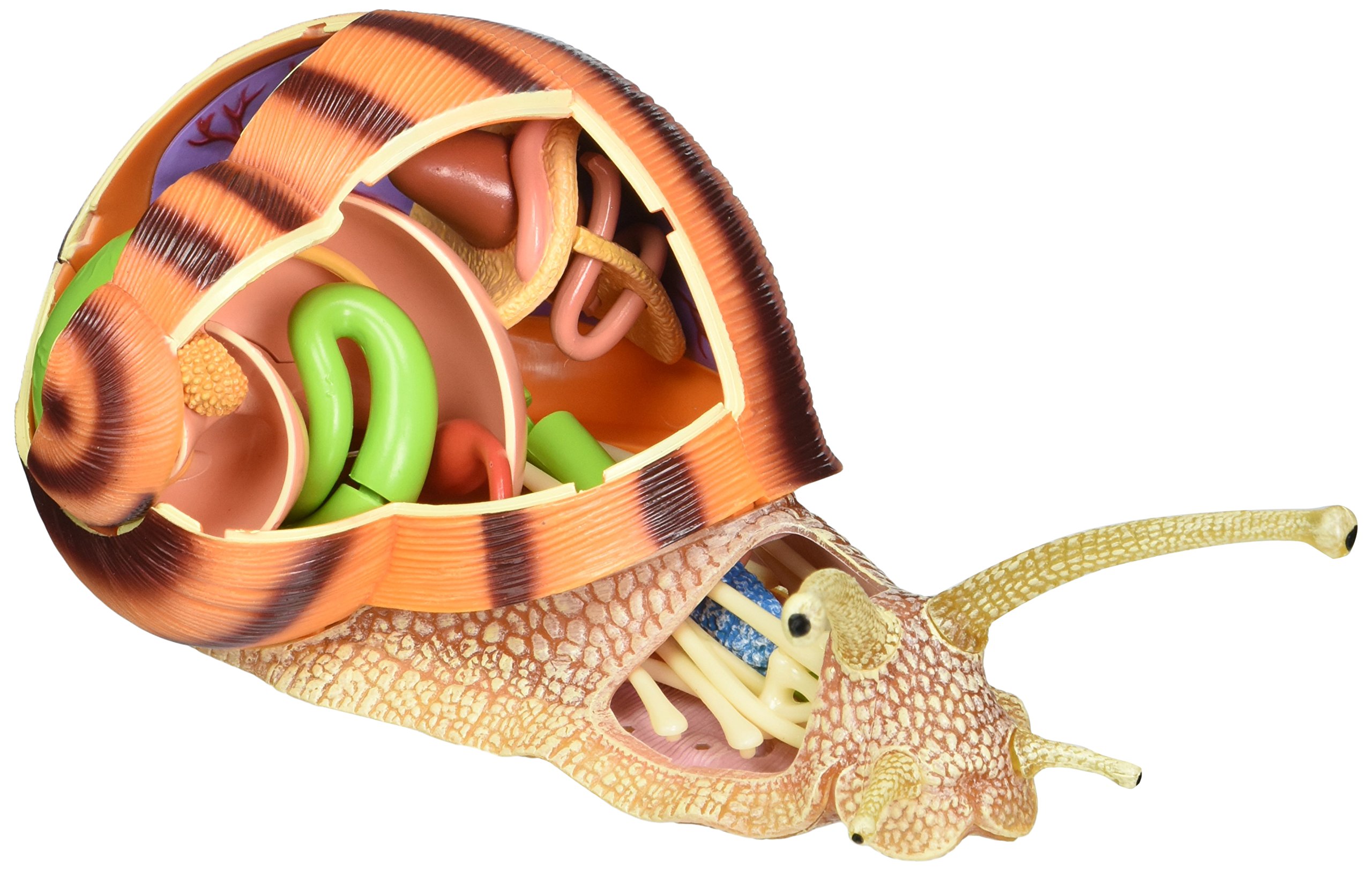 TEDCO 4D Vision Snail Anatomy Model on Galleon Philippines