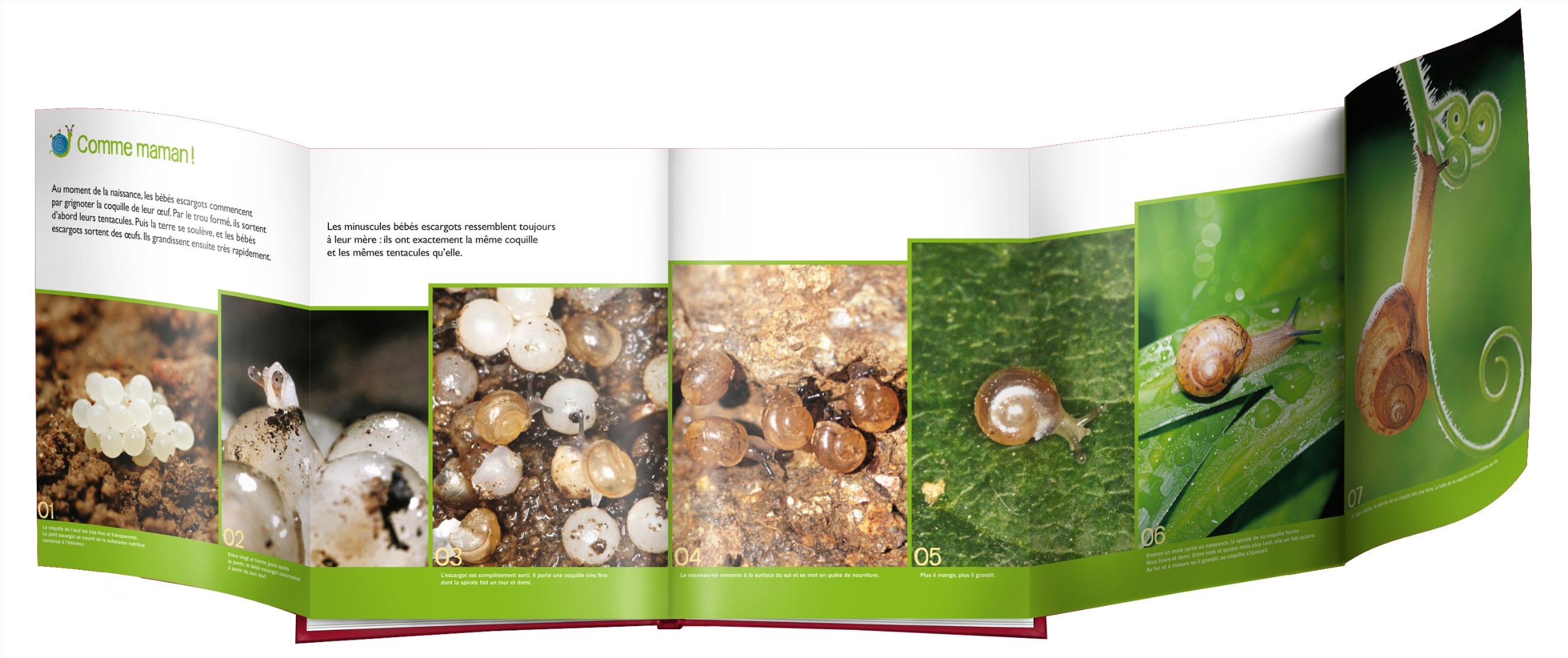 L Escargot Nature En Vue French Edition Green Dreaming Amazon Com Books
