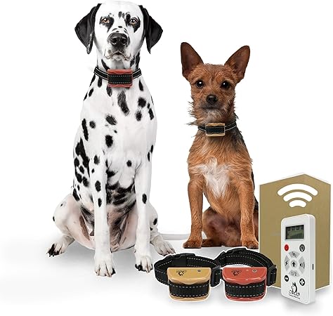 dog vomits and eats it