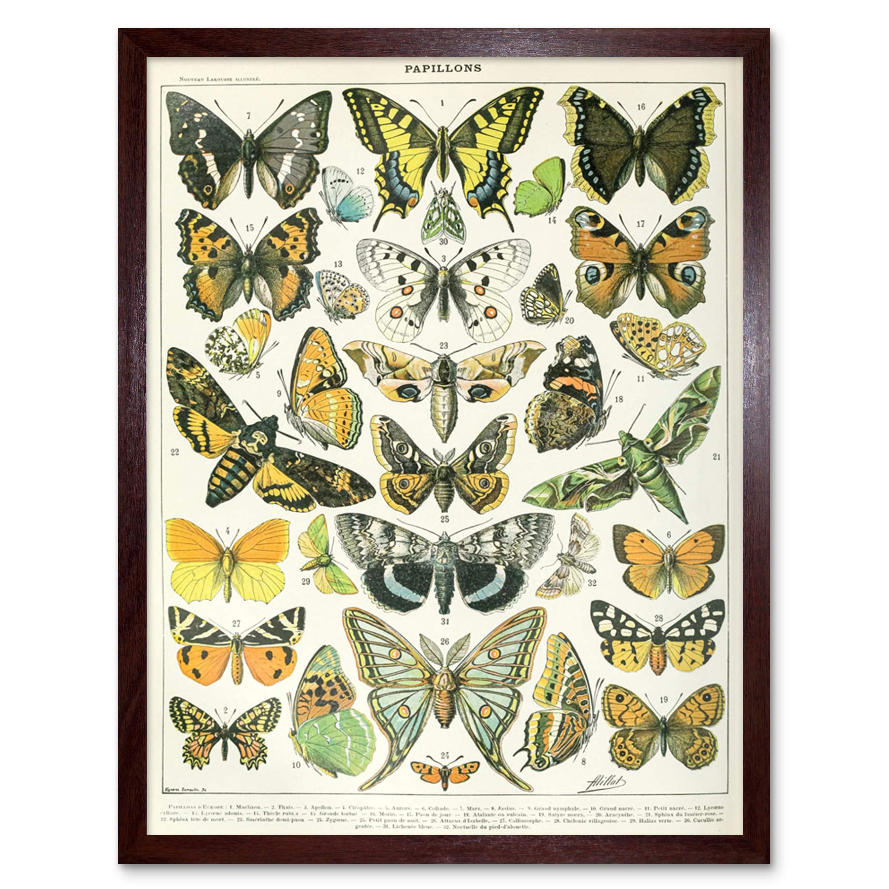 Artery8 Millot Encyclopedia Page Butterflies Moths Art Print Framed Poster Wall Decor 12x16 inch — image 1
