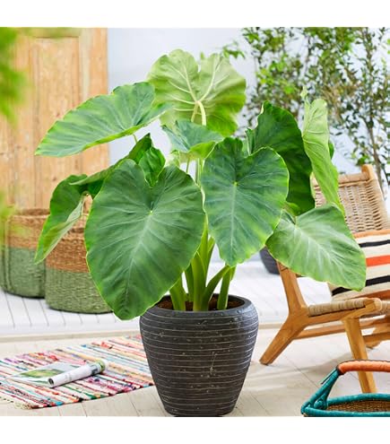 best soil for monstera 5lb LECA Expanded Clay Pebbles for Plants, Horticultural Grade for Hydroponics