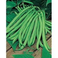 Amazon.com : Blue Lake Bush Bean 274 Seeds - 1 Lbs - Non-GMO, Heirloom ...