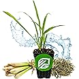 Lemongrass Live Plant - Cymbopogon citratus - Wellspring Gardens Starter Plant - Edible Herb Plant for Cooking Southeast Asian Cuisine - Mosquito Repellent Plant - Indoor & Outdoor Home Garden