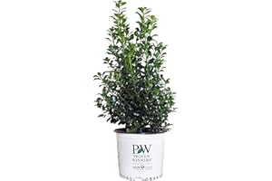 GREEN PROMISE FARMS Proven Winners - Ilex x meserveae Castle Spire (Holly) Evergreen, , 2 - Size Container