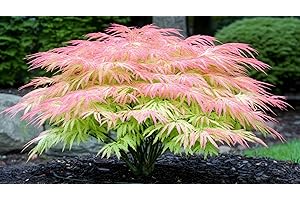 CZ GRAIN Green Geisha Girl Japanese Maple - Bonsai Tree Seedling for Planting - Approx 12-18 Inches - Ready to Train - Grow Indoor or Outdoor - Acer Palmatum ‘Geisha Gone Wild’