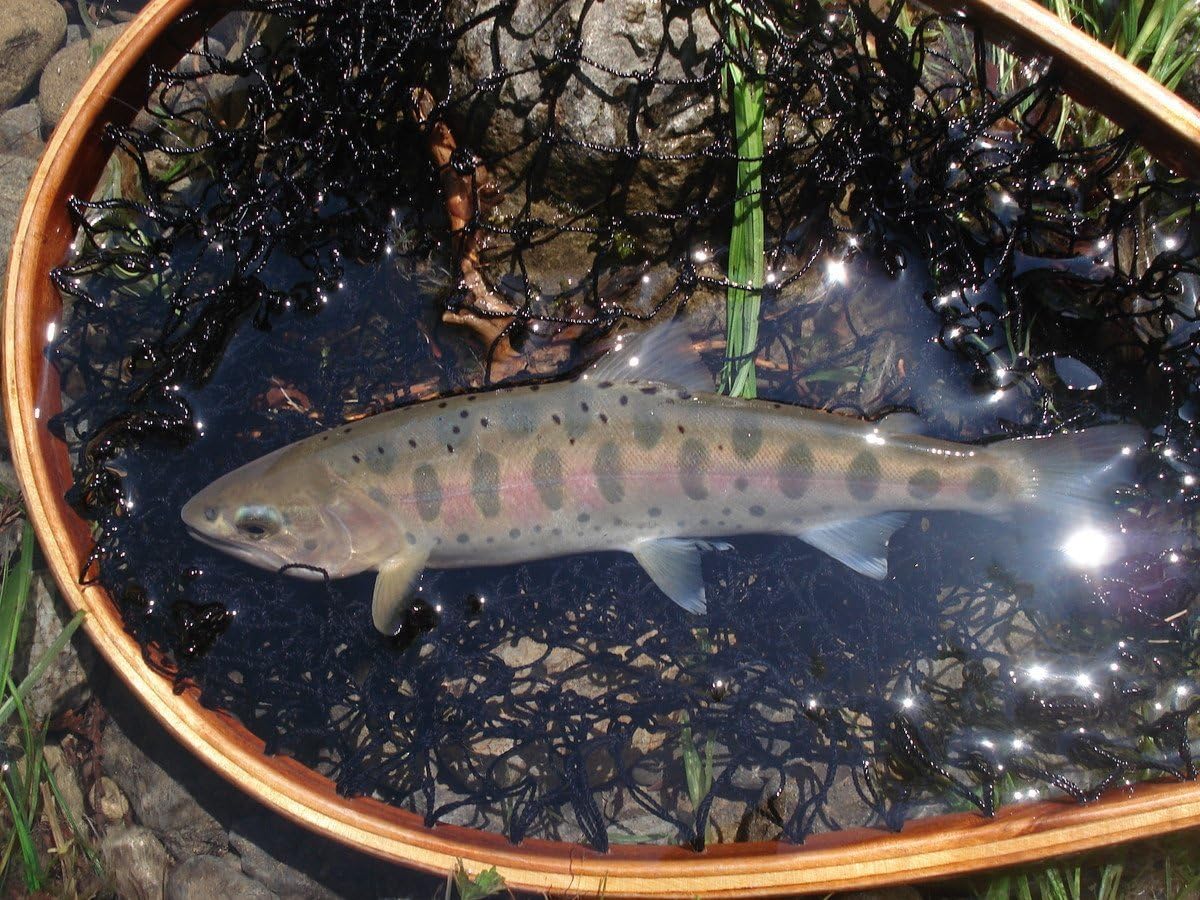 Amazon ナイトアーミー 釣具 ルアー フライフィッシング用 毛ばり フライ ケース入り40本セット ラインカッター付き 渓流 トラウト釣りに Nightarmy 完成フライ