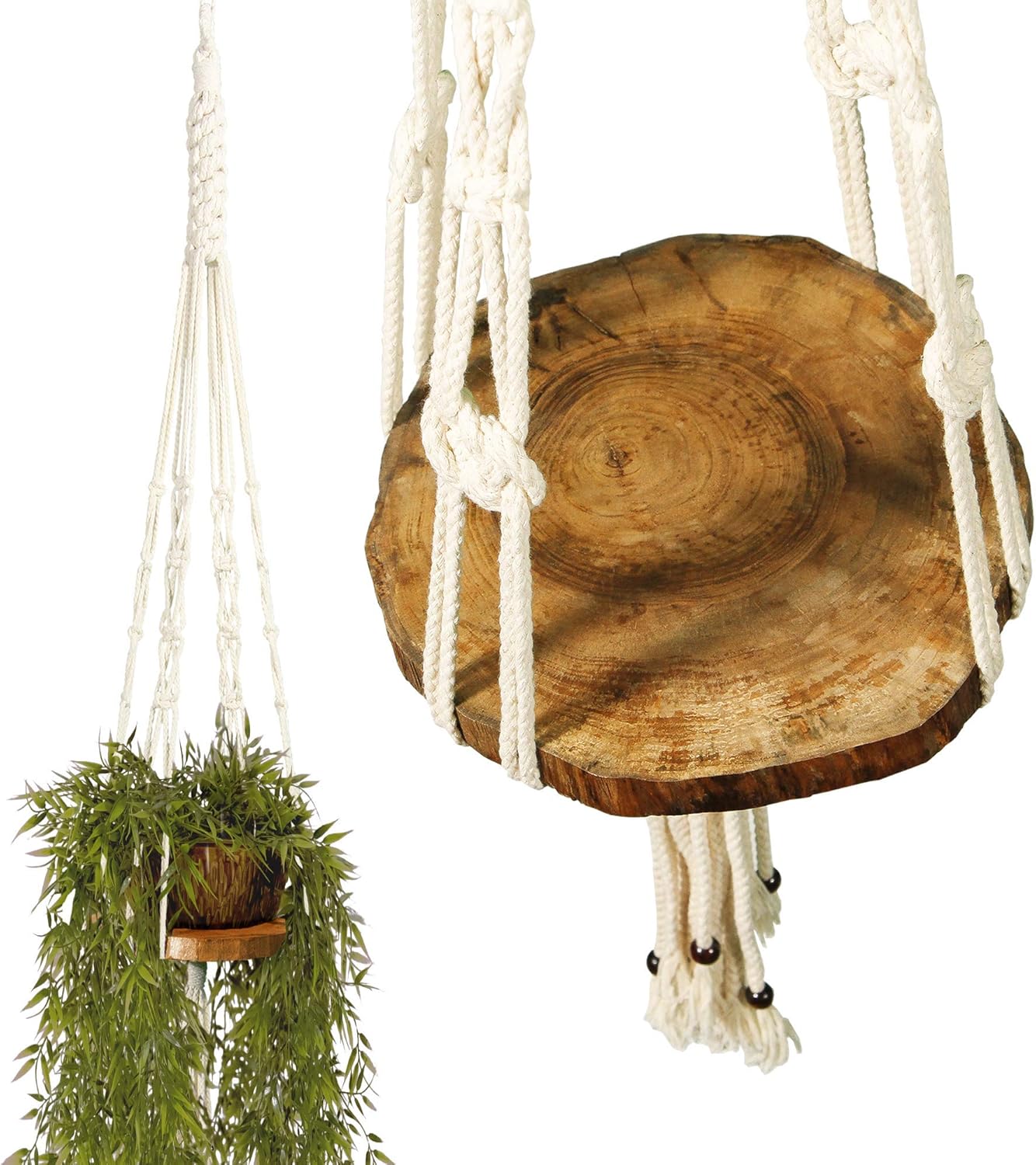 Best Wall Garden Climbing Plant Indoor