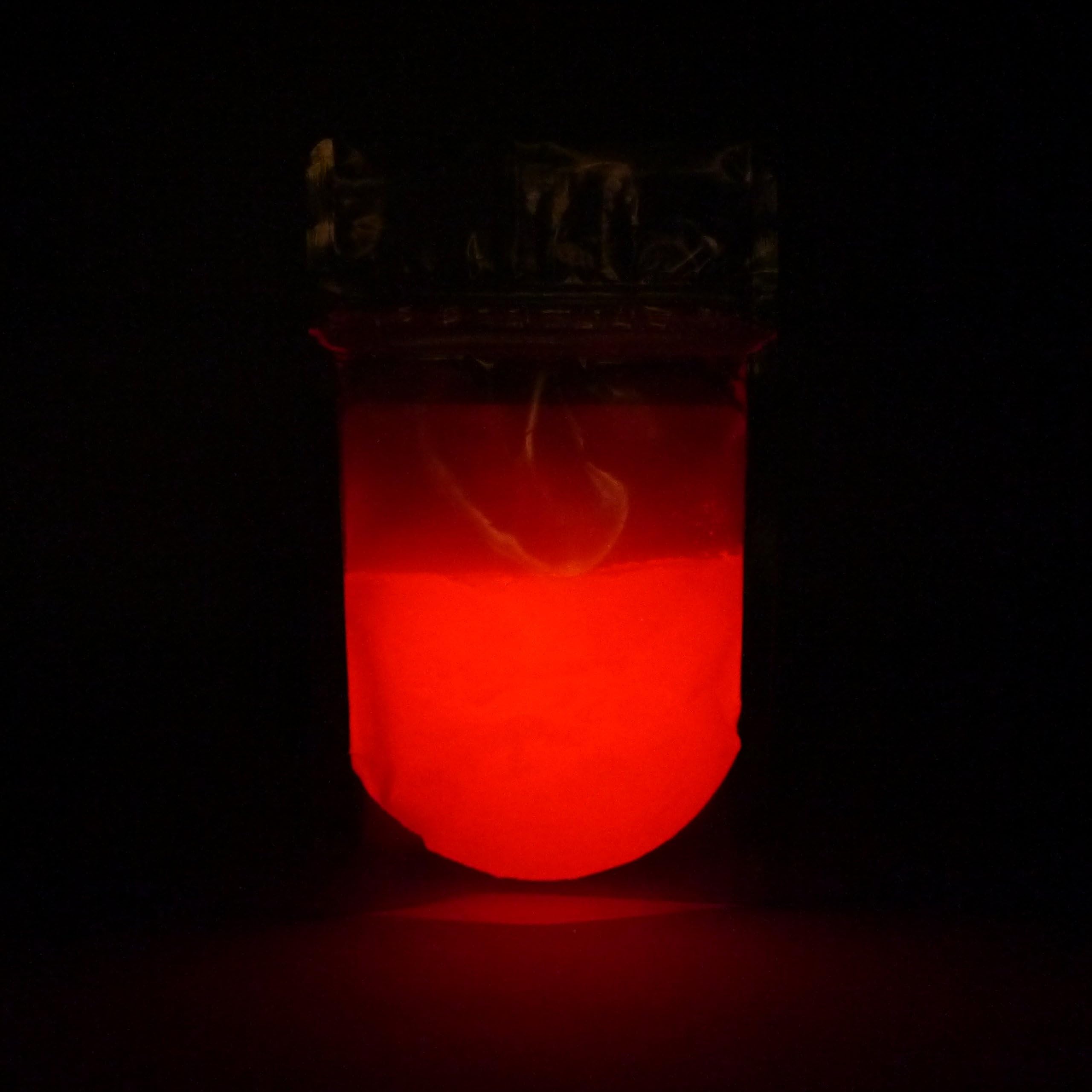 Gluminous Glow in The Dark Powder - Red - 1oz | 28g