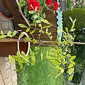 BALDURGarten Blauregen auf Stamm winterhartes Stämmchen, 1 Pflanze