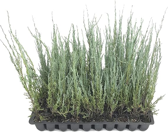 juniper 3.0