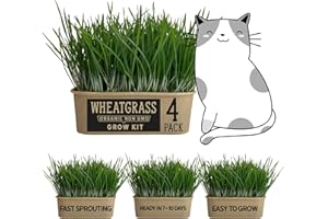 ANVEVO Organic Wheatgrass Cat Grass Premium Grow Kit 4 Pack | 100 % Wheatgrass Seeds Non‑GMO Seeds for Cats & Humans