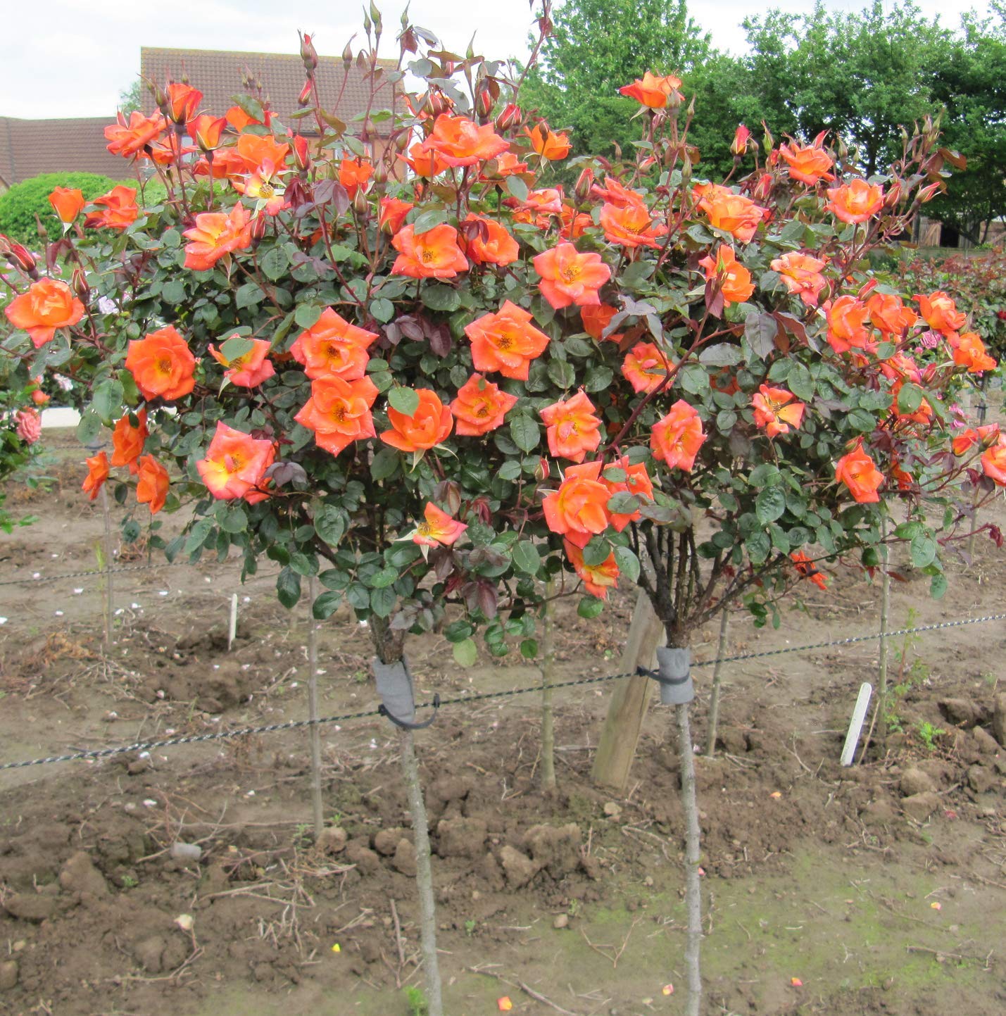 WARM Bareroot Full Weeping Standard Rose Huge Displays of