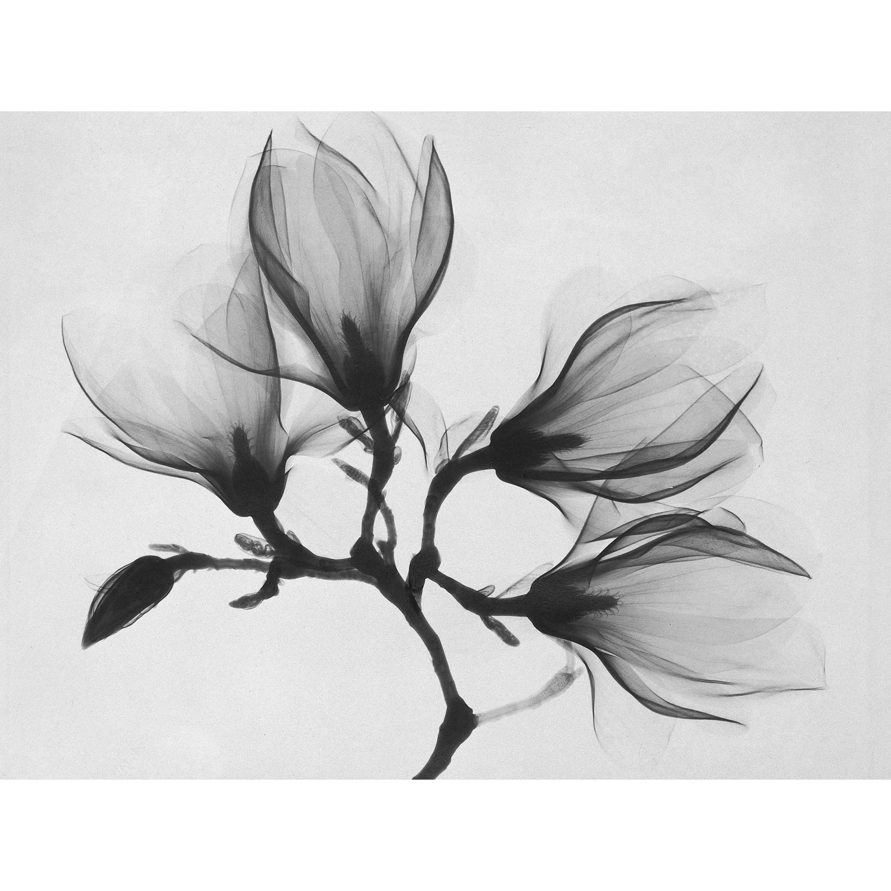 Magnolia Branch Xray Photo Large Wall Art Print Canvas Premium Poster