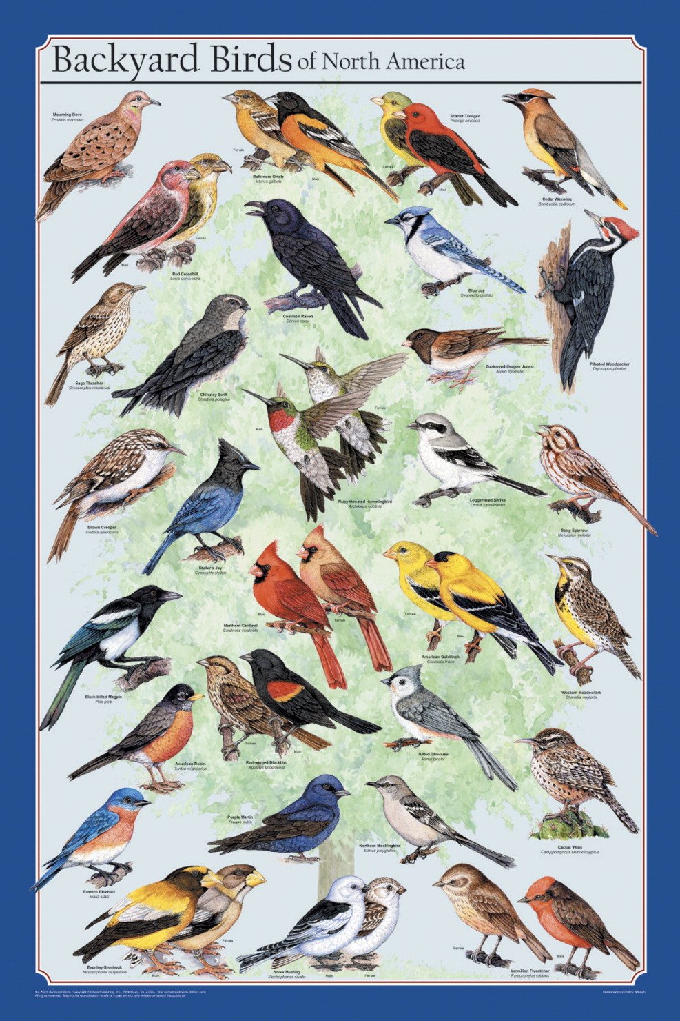 Frey Scientific Backyard Birds Of North America Poster 36 Length