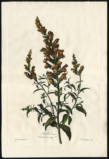 Amazoncom Antique Print Antirrhinum Majus Common