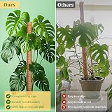 YAUNGEL Moss Pole 4 Pcs 41CM Coir Totem Plant Support with 20M Ties view 5