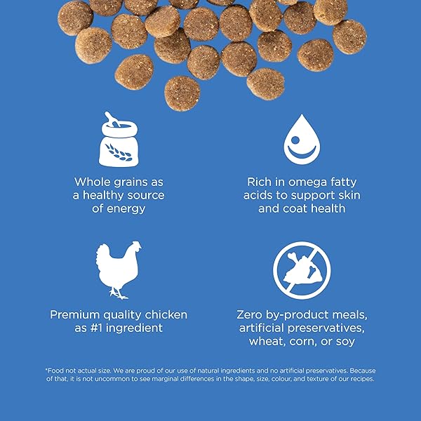 GO! SOLUTIONS SKIN + COAT CARE CHICKEN DRY DOG FOOD WITH GRAINS, HEALTHY KIBBLE WITH OMEGA-3S & 6S FOR SOFT, SHINY FUR, FOR PUPPIES, ADULTS, & SENIORS, 3.5 LB BAG