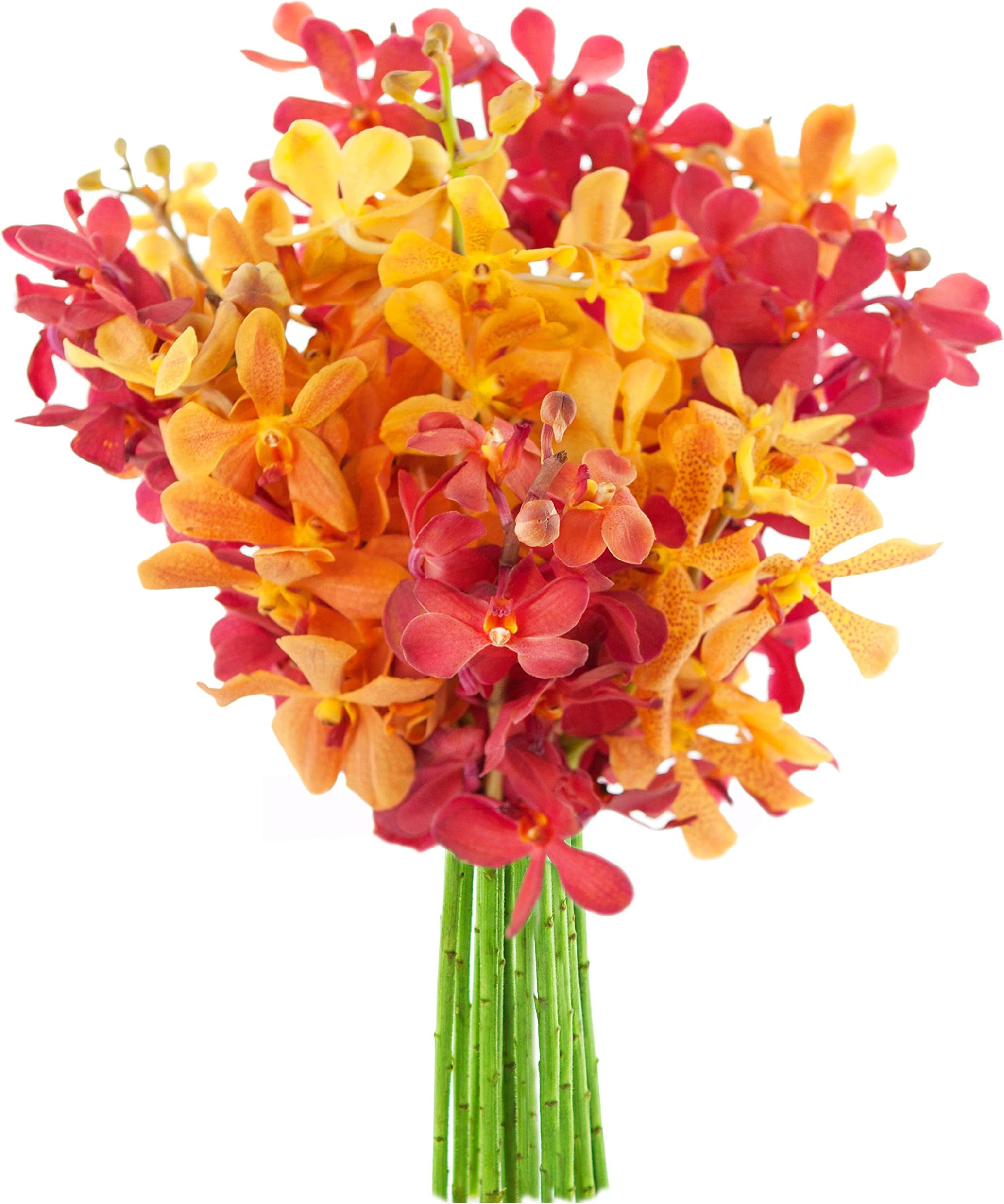 KaBloom Fall Collection: Exotic Red and Golden Yellow Mokara Orchids from Thailand without Vase