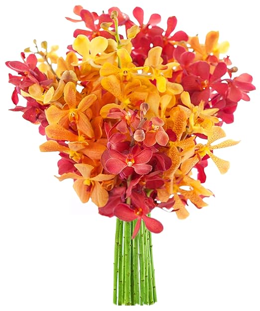 KaBloom Fall Collection: Exotic Red and Golden Yellow Mokara Orchids from Thailand without Vase
