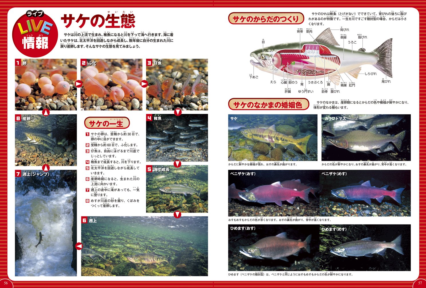 Dvd付 魚 学研の図鑑live 3歳 小学生向け 図鑑 本村浩之 本 通販 Amazon