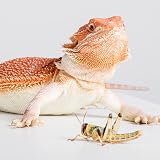 Livefoods4u XL Locust Live Food 100 (35-50mm) for Reptiles view 5