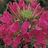 Outsidepride 1000 Seeds Annual Rose Cleome Spider