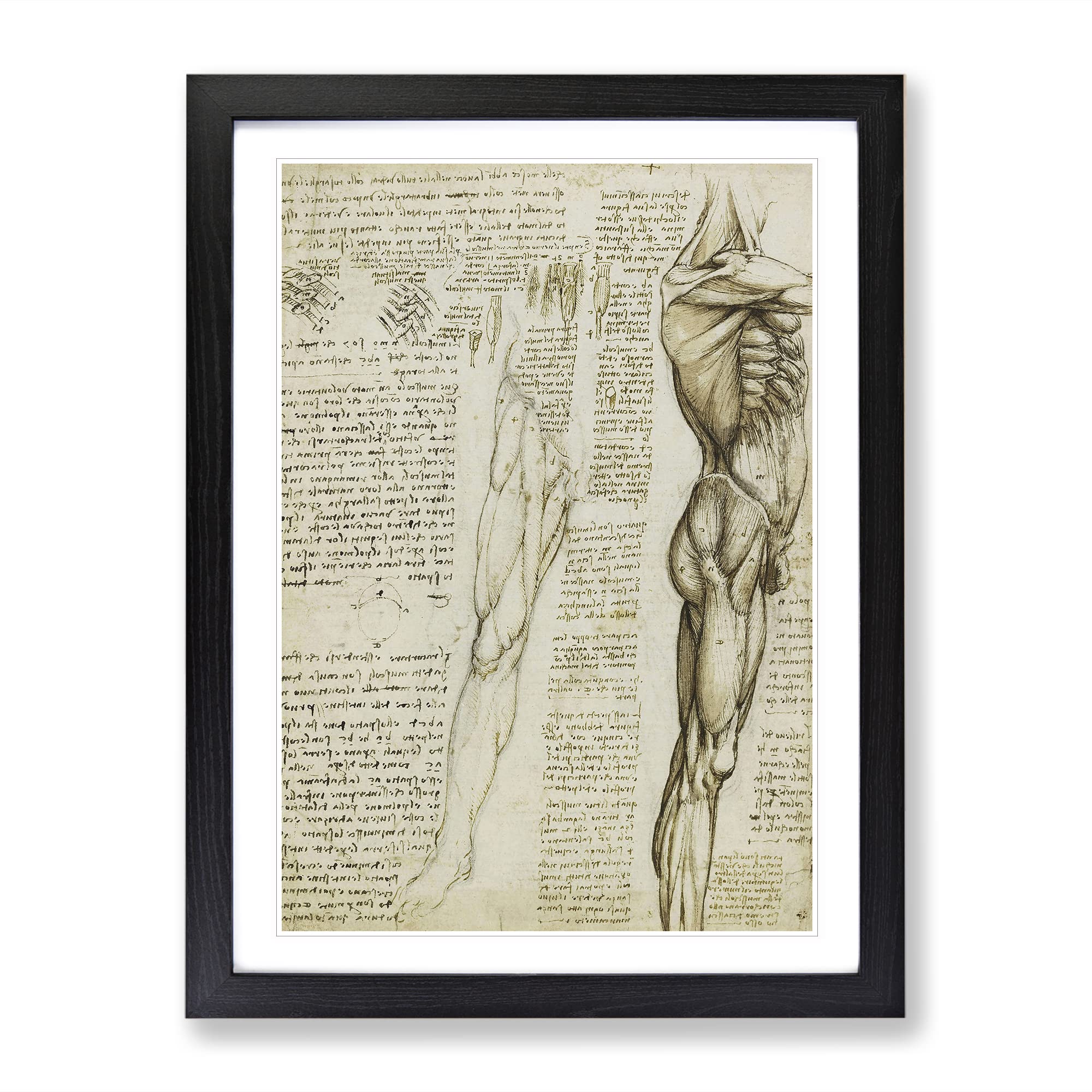 Human Anatomy Vol.6 By Leonardo Da Vinci Classic Painting Framed Wall Art Print, Ready to Hang Picture for Living Room Bedroom Home Office Décor, Black A3 (34 x 46 cm)