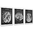 Gnosis Picture Archive Neuroscience Art set of 3 unframed Prints of Human Brain Anatomy Art