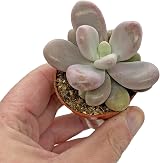 SID 5 Succulent Starter Plant Collection Indoor Cacti Terrarium Plants view 5