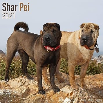 shar pei dog