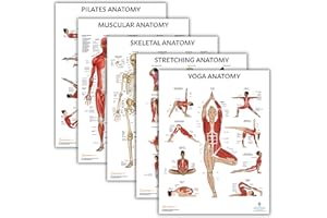 Anatomy Lab Muscular, Skeletal, Yoga, Stretching, and Pilates, Anatomy and Physiology Poster - 5 PACK LAMINATED 17.3 x 22.5 Inches, Stretching Exercise Chart, Anatomy and Physiology