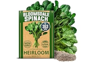 HOME GROWN Non GMO Bloomsdale Spinach Seeds Pack 353 Heirloom Seeds High Germination Spinach for Indoor, Outdoor, Hydroponic Planting & Home Gardens (Spinacia oleracea)