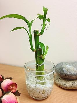 Easy Plants Arranged Lucky Bamboo In A White Lined Glass Vase With
