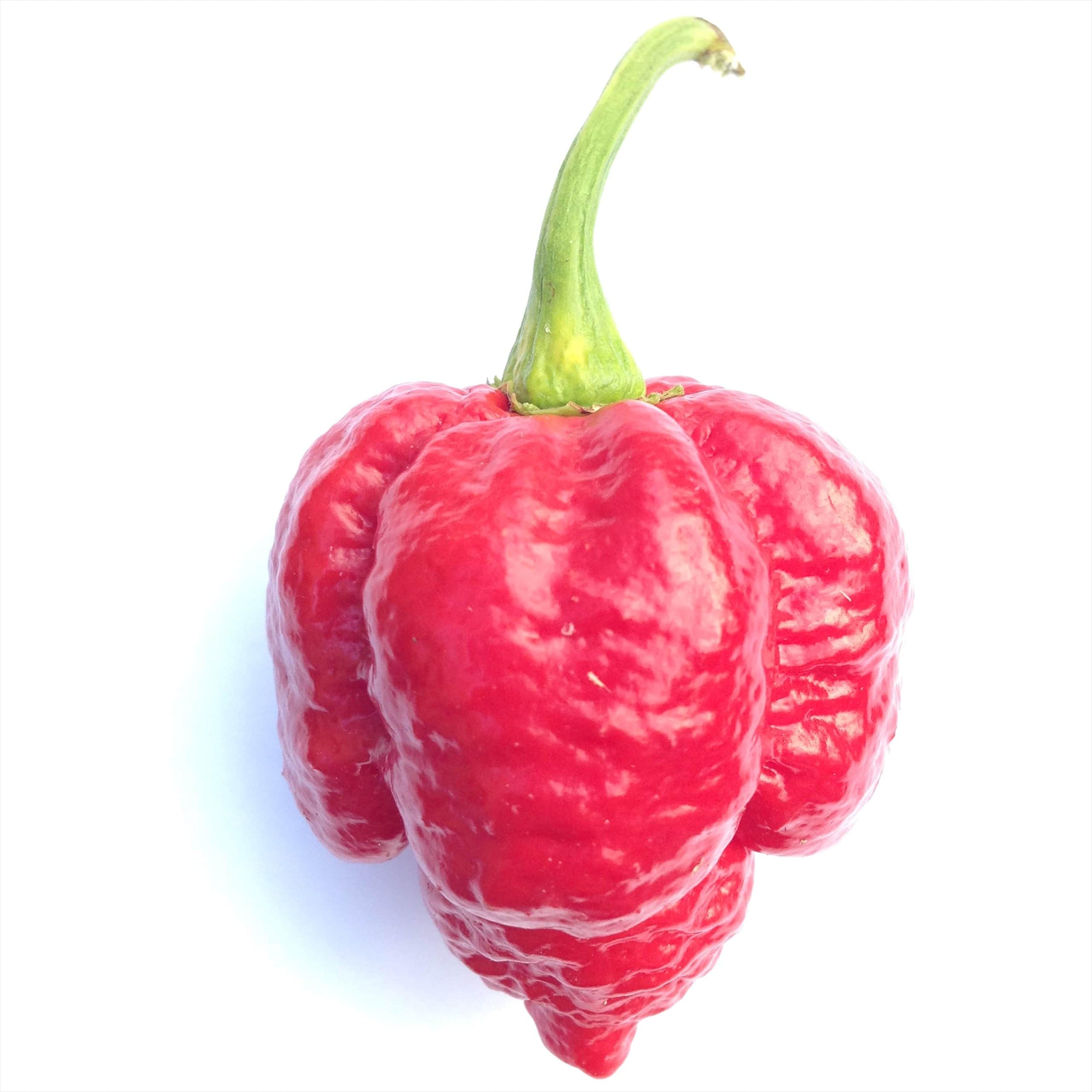 Smokin' Ed's Carolina Reaper Seeds