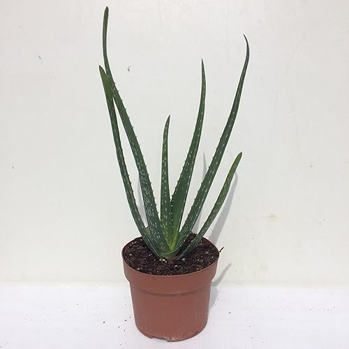 Aloe Vera Live Potted House Plant Amazon.co.uk Garden & Outdoors