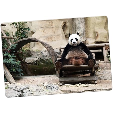 Oso Panda imán para nevera, Funny Panda In A Chair, Large: Amazon ...