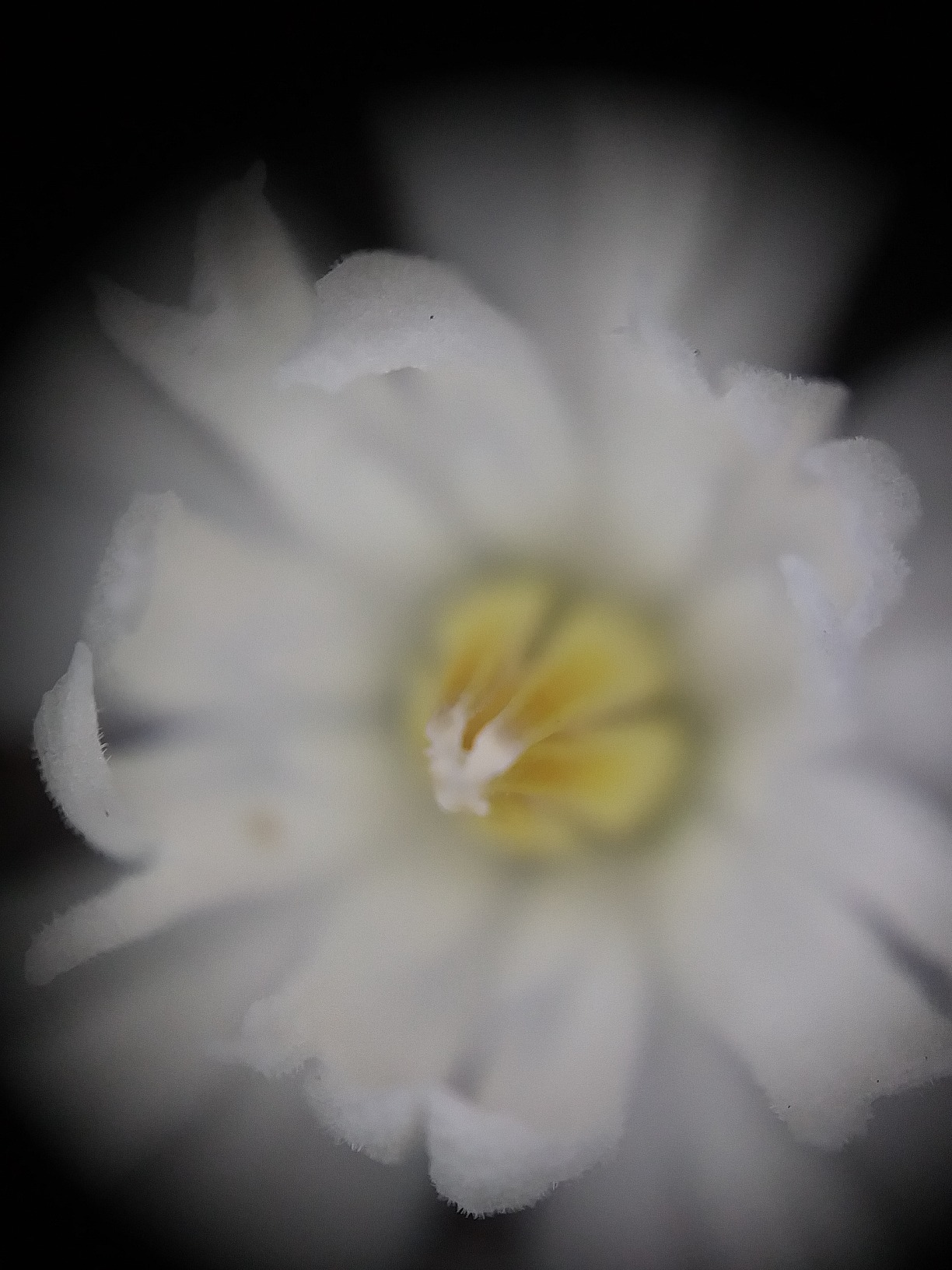 Awesome and easy to use macro lens for your phone.