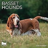 Basset Hound 2026 Wall Calendar 12 Month | 12" x 24" Open | Dog Photography Thick & Sturdy Paper for Organizing & Planning | Office Kitchen Decor or Gift | Pacific Waters Press